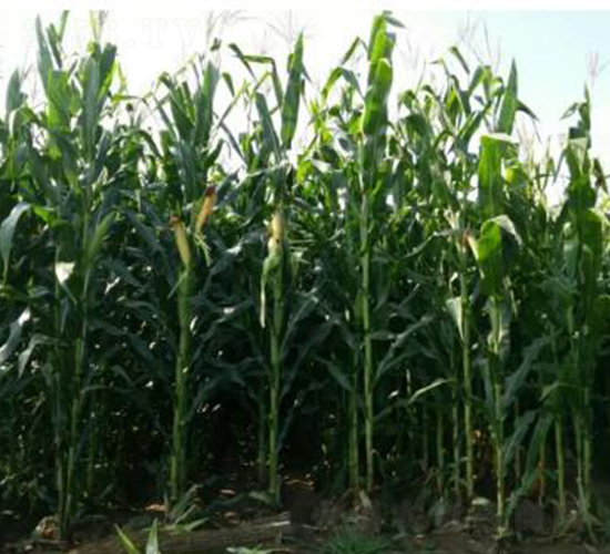 ���r(n��ng)���A208-���׷N��-�󾩾ŷN�I(y��)