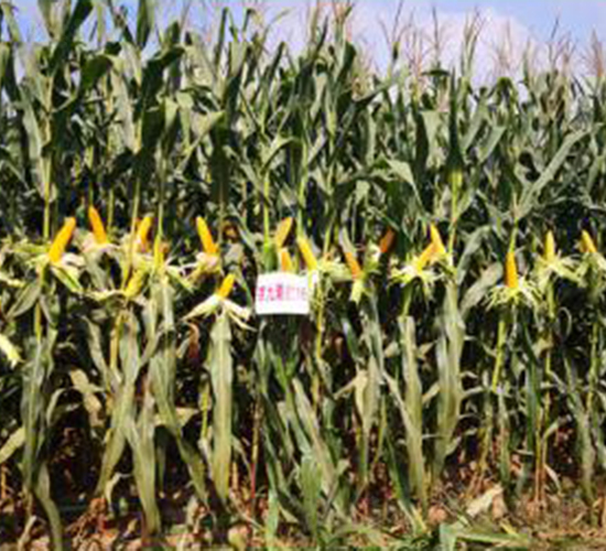 �������A16-���׷N��-�󾩾ŷN�I(y��)