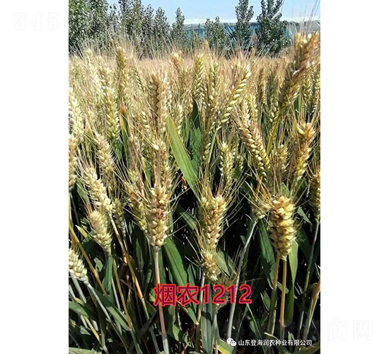 ���r(n��ng)1212-С���N��-��(r��n)�r(n��ng)�N�I(y��)