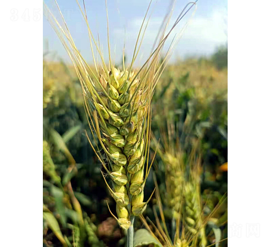 �A��305-С���N��-��(r��n)�r(n��ng)�N�I(y��)