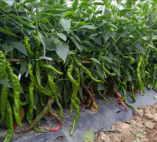 ����101-�����N��-��(y��u)�Π�����