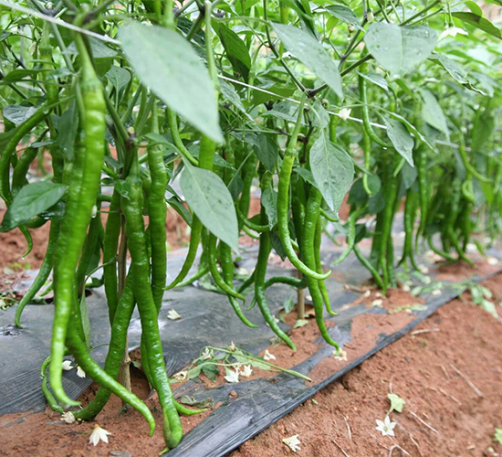 ����103-�����N��-��(y��u)�Π�����