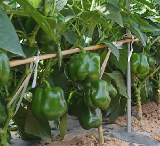 ����121-�����N��-��(y��u)�Π�����