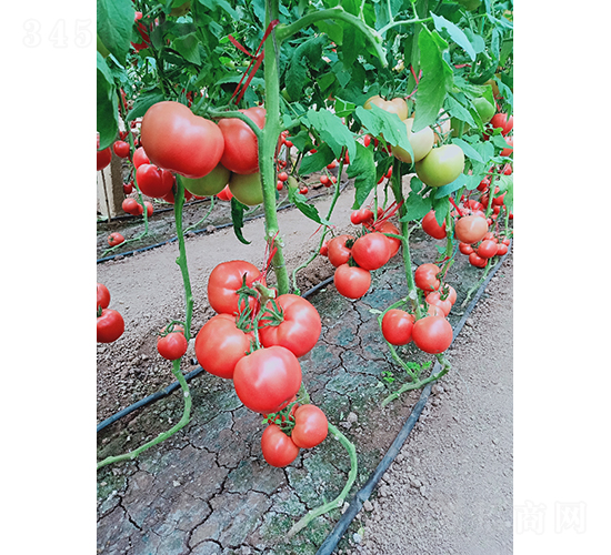 ��ɫ�������-���ѷN��-��(y��u)�Π�����