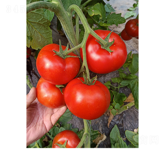 �tɫ�������211-���ѷN��-��(y��u)�Π�����