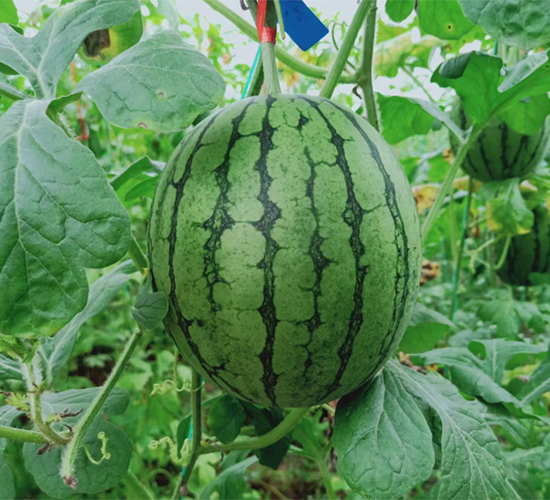 �YƷ����С�S��-���ϷN��-��(y��u)�Π�����