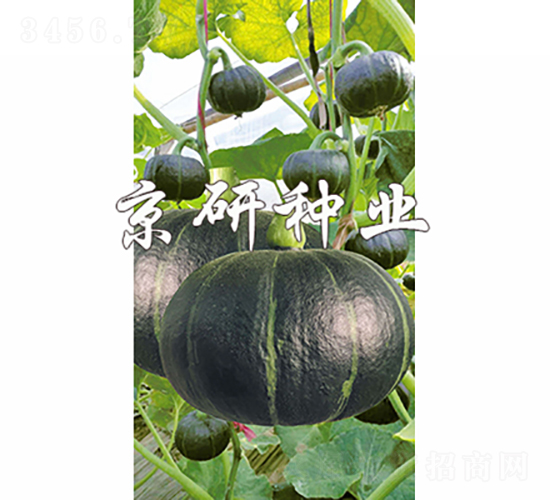 ����ؐؐ-�ϹϷN��-���зN�I(y��)