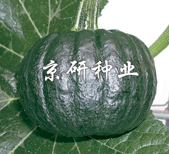 ������-�ϹϷN��-���зN�I(y��)