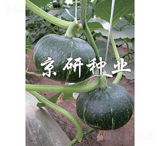 ���쾩�G��-�ϹϷN��-���зN�I(y��)