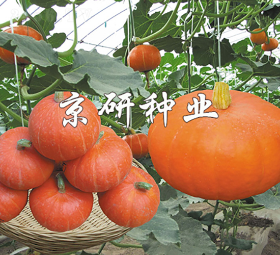 �������t��B-�ϹϷN��-���зN�I(y��)