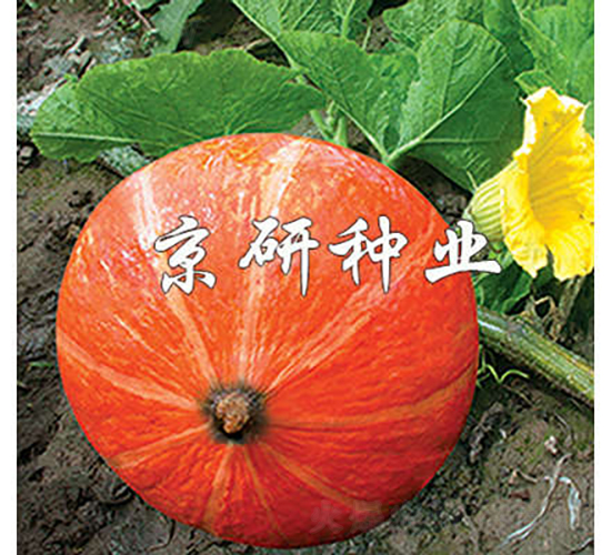 ���t��-�ϹϷN��-���зN�I(y��)