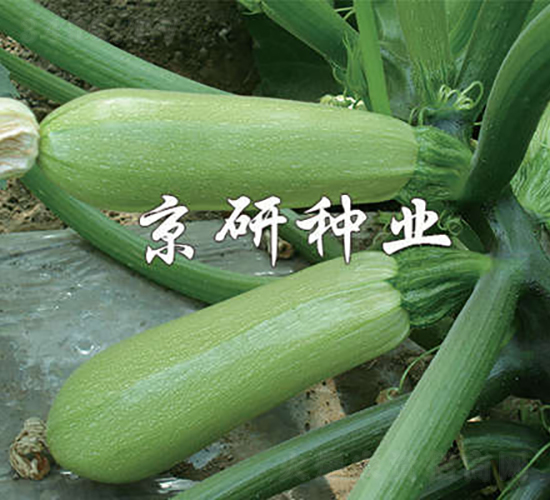 ����293-�����J�N��-���зN�I(y��)