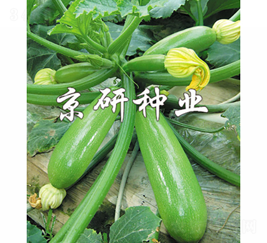 ����CRV3-3-�����J�N��-���зN�I(y��)