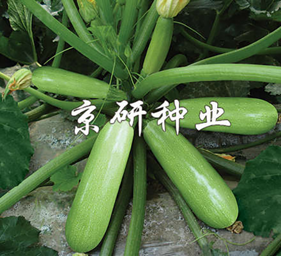 ����CRV4-�����J�N��-���зN�I(y��)