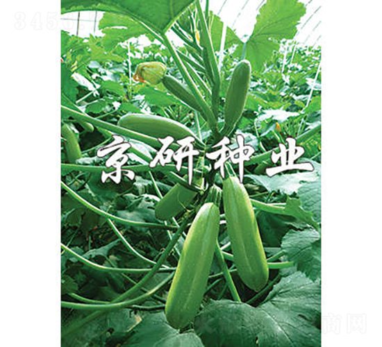 ����36-�����J�N��-���зN�I(y��)