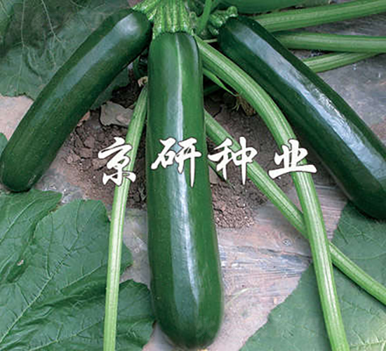 ����-�����J�N��-���зN�I(y��)