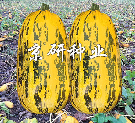 �������S3̖-�����J�N��-���зN�I(y��)