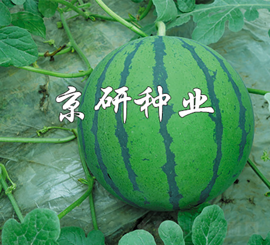 �A��-���ϷN��-���зN�I(y��)