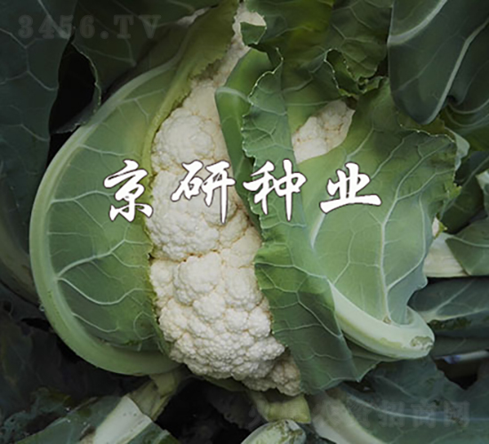 �o��2̖-��Ҭ�˷N��-���зN�I(y��)