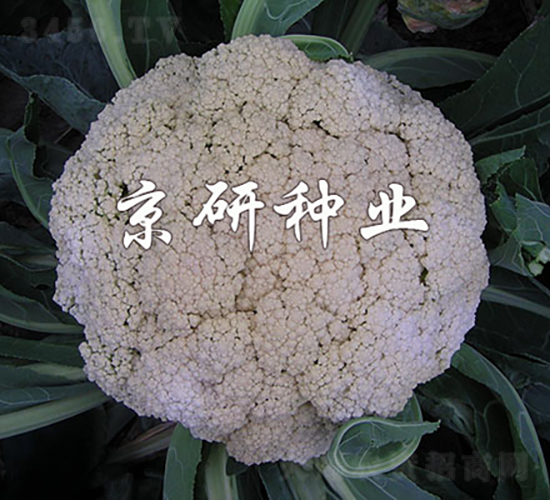 ����2̖(h��o)-��Ҭ�˷N��-���зN�I(y��)