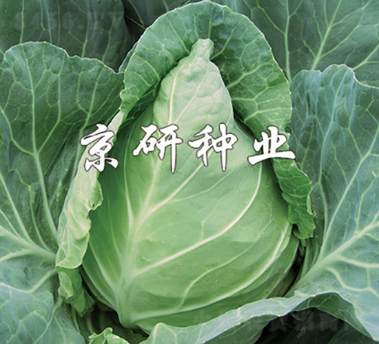 ţ��2̖-���{�N��-���зN�I(y��)