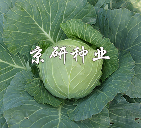 ����611-���{(l��n)�N��-���зN�I(y��)