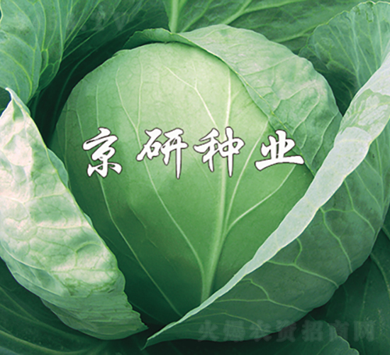 ���4̖(h��o)-���{(l��n)�N��-���зN�I(y��)