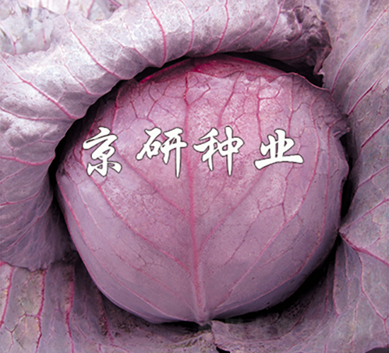 �ϸ�4̖-���{�N��-���зN�I(y��)