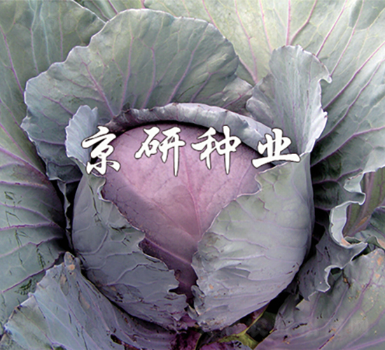 �ϸ�2̖-���{(l��n)�N��-���зN�I(y��)