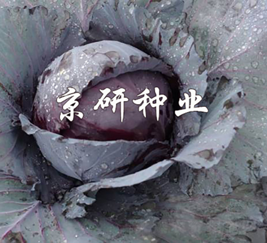 �ϸ�5̖(h��o)-���{(l��n)�N��-���зN�I(y��)