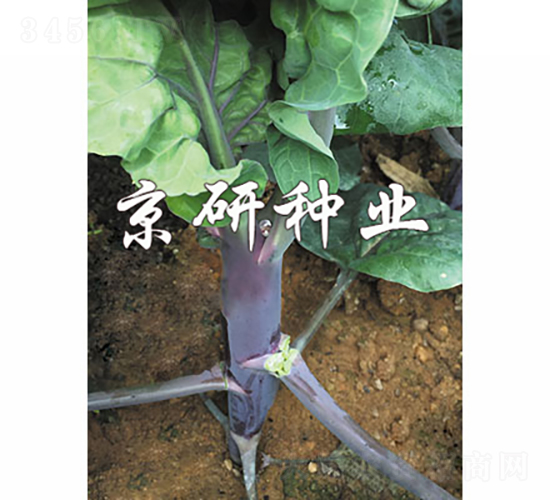 ����1̖(h��o)-���{(l��n)�N��-���зN�I(y��)