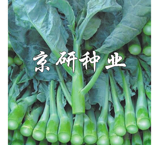 ���G��1̖(h��o)-���{(l��n)�N��-���зN�I(y��)