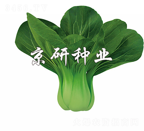 ���G1̖-�Ͳ˷N��-���зN�I(y��)