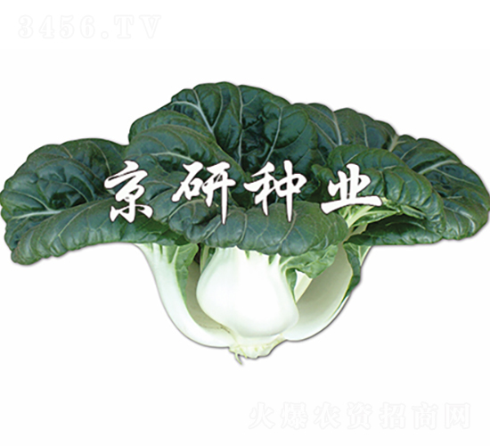 ����1̖-�Ͳ˷N��-���зN�I(y��)