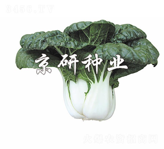 �̰�5̖-�Ͳ˷N��-���зN�I(y��)