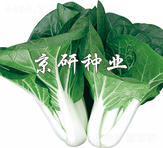 ���к��~-�Ͳ˷N��-���зN�I(y��)