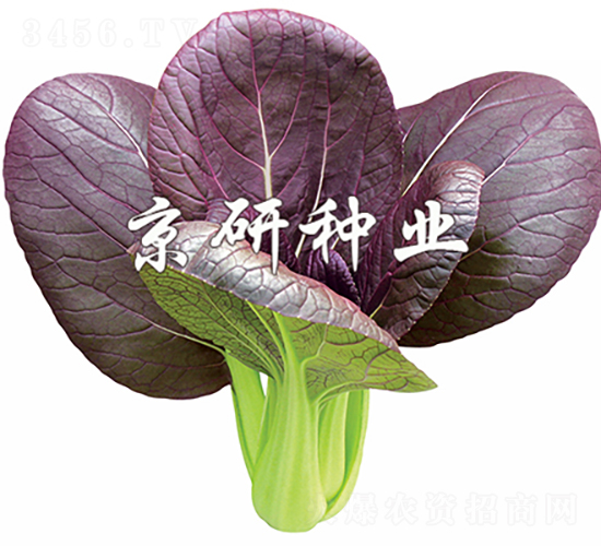 �Ϲ�1̖-�Ͳ˷N��-���зN�I(y��)