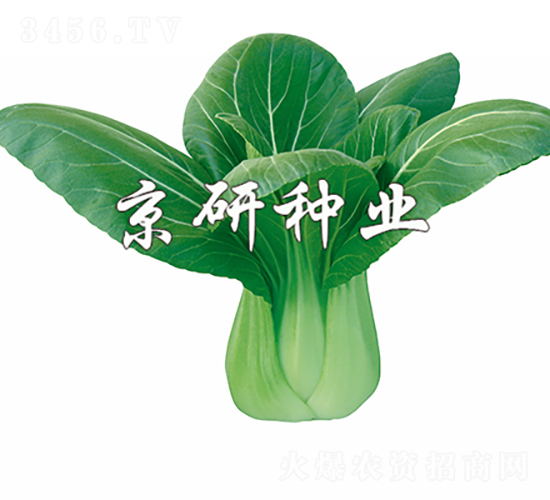 ����2̖-�Ͳ˷N��-���зN�I(y��)