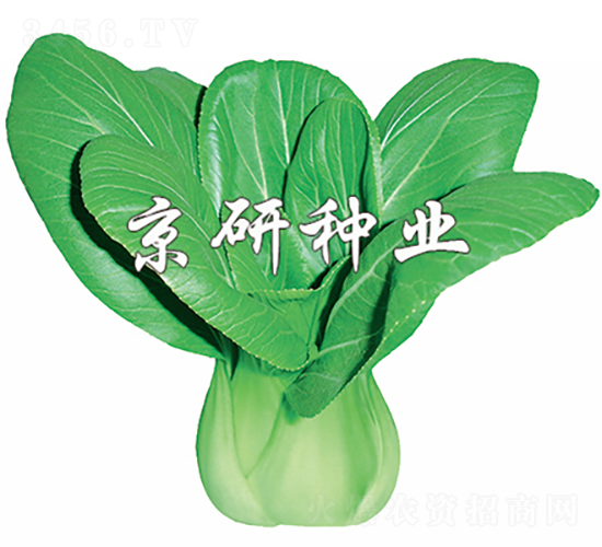 ����4̖(h��o)-�Ͳ˷N��-���зN�I(y��)