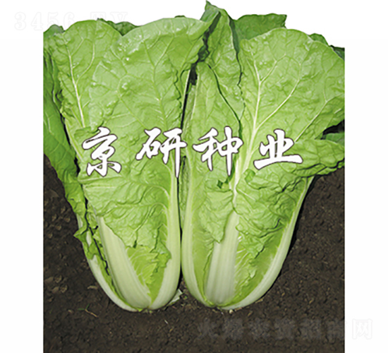 ���лʰ׿��-�ײ˷N��-���зN�I(y��)