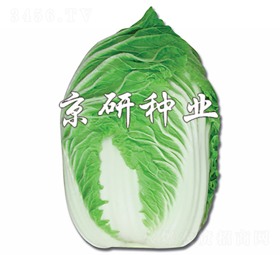 ������-�ײ˷N��-���зN�I(y��)