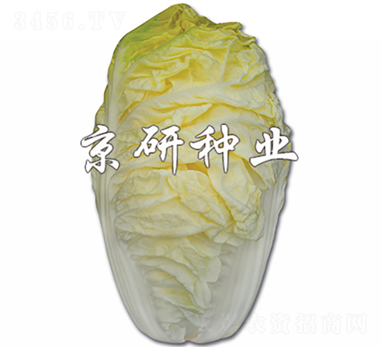 ����56-�ײ˷N��-���зN�I(y��)