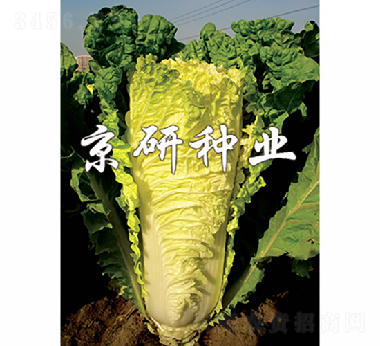 ������56̖(h��o)-�ײ˷N��-���зN�I(y��)