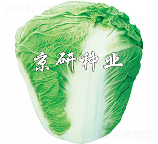 ����65̖-�ײ˷N��-���зN�I(y��)