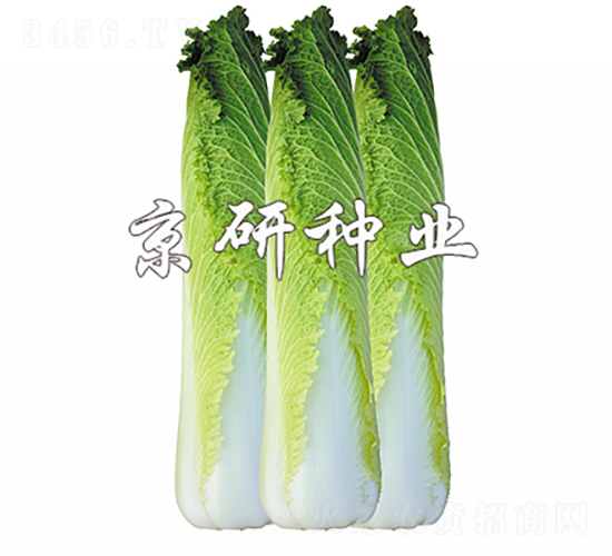 ����65-�ײ˷N��-���зN�I(y��)