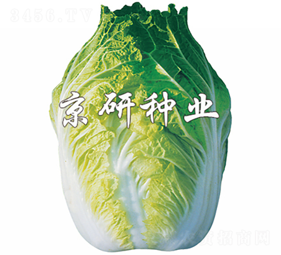 ����68̖(h��o)-�ײ˷N��-���зN�I(y��)