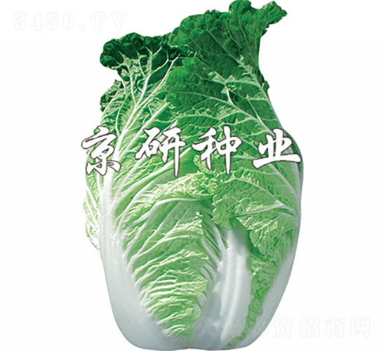 ����75̖-�ײ˷N��-���зN�I(y��)