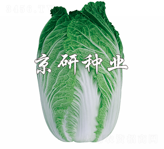 ����76-�ײ˷N��-���зN�I(y��)