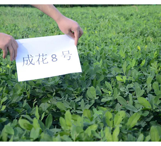 �ɻ�8̖(h��o)-�����N��-���S�N�I(y��)