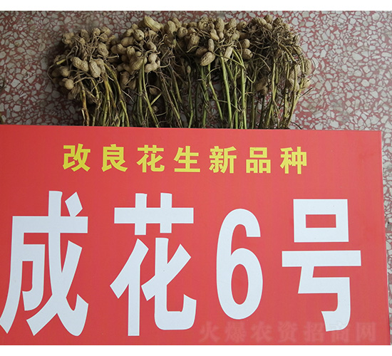 �ɻ�6̖(h��o)-�����N��-���S�N�I(y��)